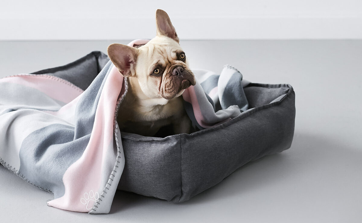 Kmart Nz Pet Accessories at Monica Hardy blog