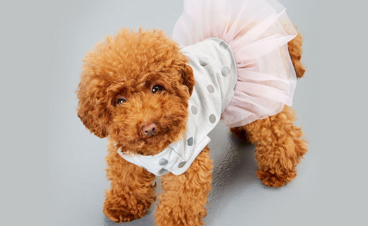 Dog Costumes & Dog Clothes Kmart