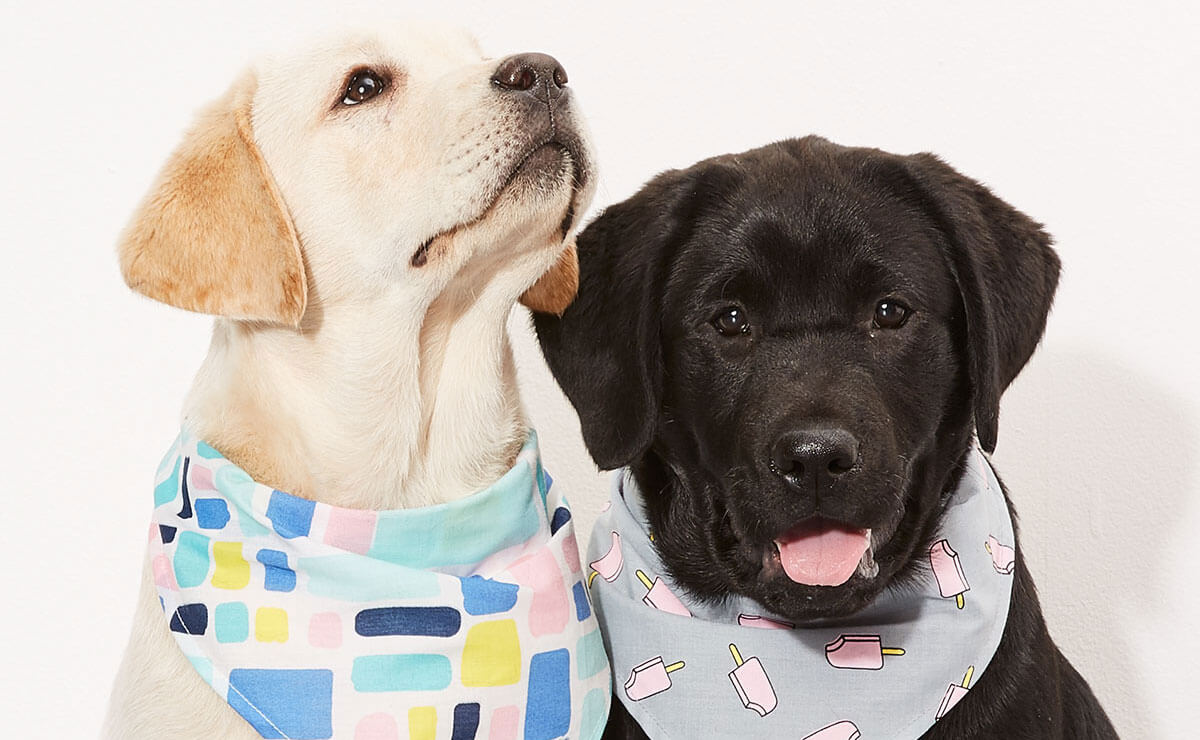 Pet Supplies & Pet Accessories Kmart