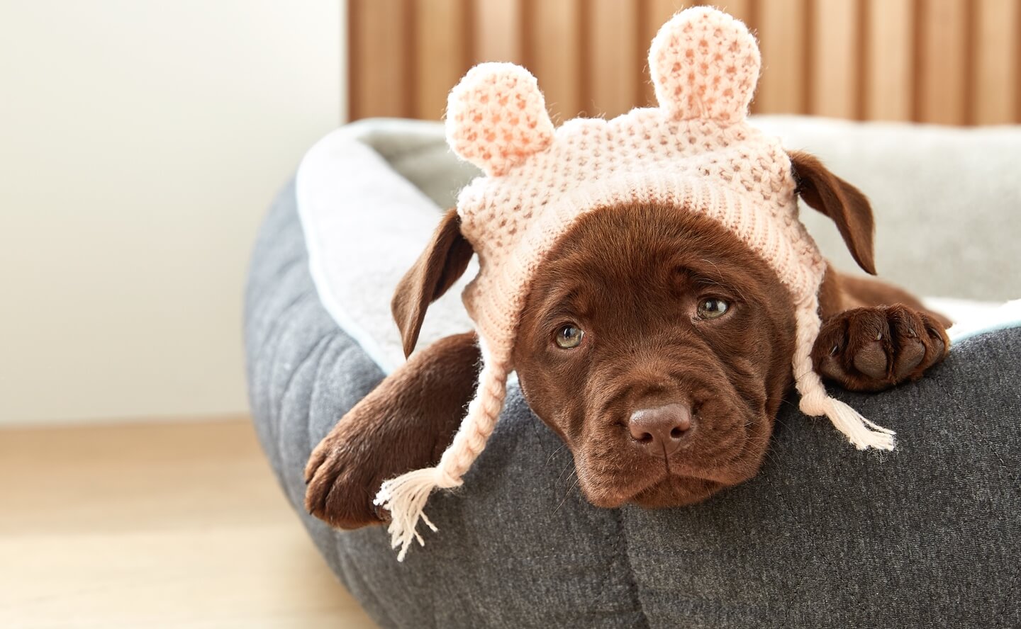 Pet Supplies & Pet Accessories Kmart