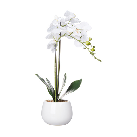 Orchid in Pot | Kmart