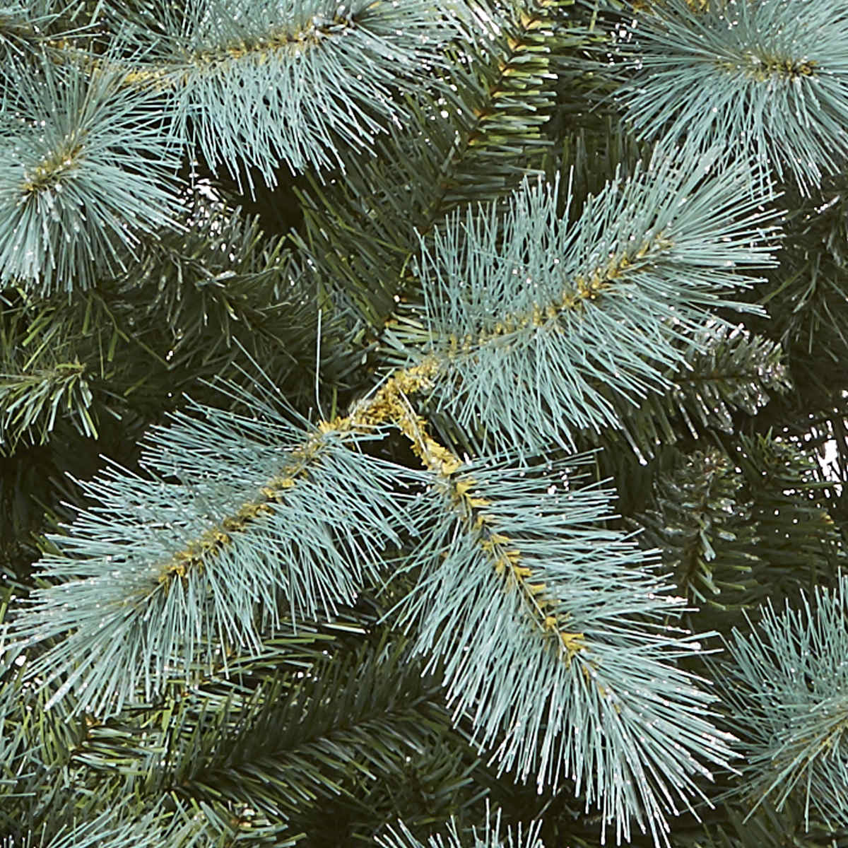 1.82m (6ft) Blue Spruce Christmas Tree Kmart