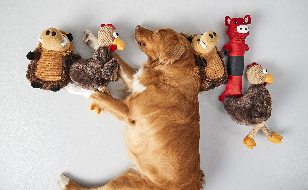 Dog Toys | Kmart