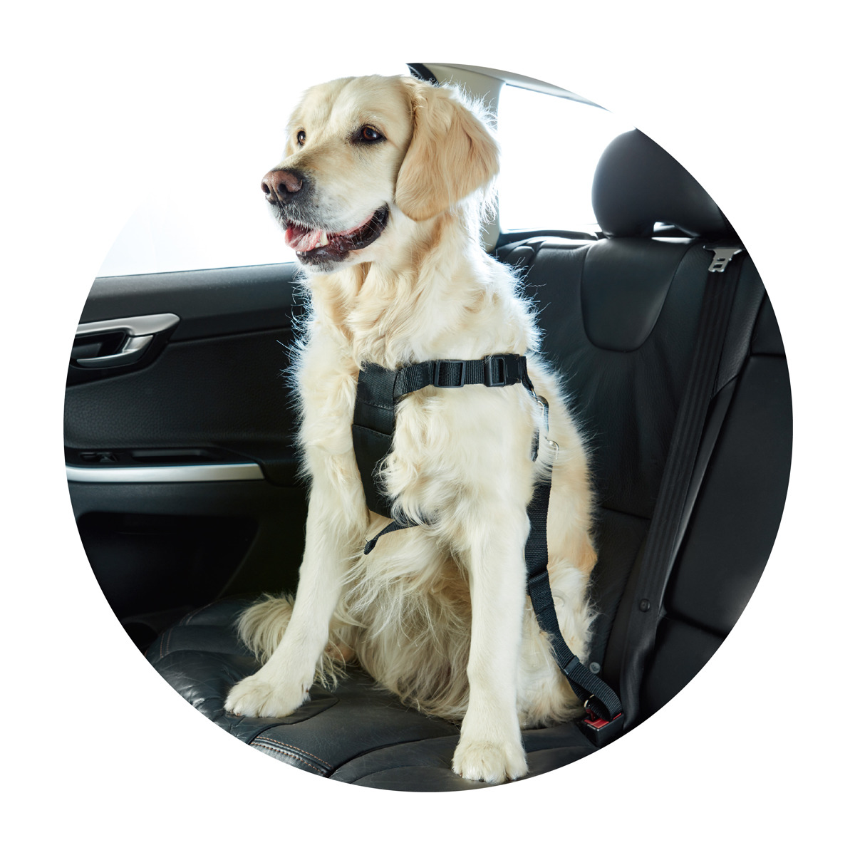 Dog Harness And Seatbelt Kmart Hover Over Image To Zoom